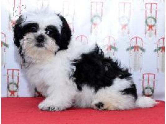 PoulaTo: Ποιότητα Κουτάβια Shih Tzu {300euros}