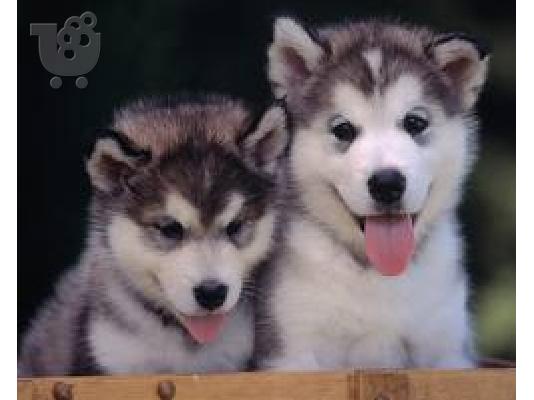 PoulaTo: zitite koytabaki husky-alaskan malamute-doberman-kangal-american pitbull terrier...