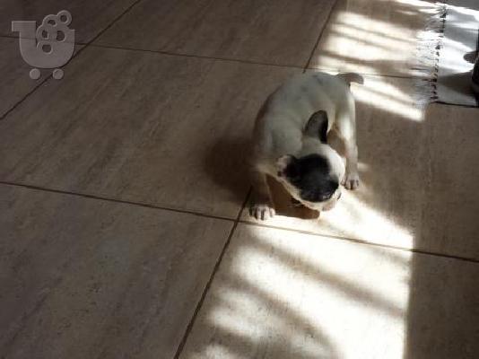 ΓΑΛΛΙΚΟ ΜΠΟΥΛΝΤΟΓΚ,FRENCH BULDOG,ΚΑΘΑΡΟΑΙΜΟ (ΤΗΣ ΦΩΤΟΓΡΑΦΙΑΣ)...