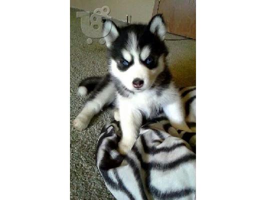 PoulaTo: Χάσκϋ με γαλανά μάτια Siberian HUSKY