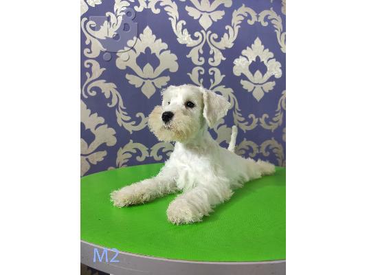 Λευκή μινιατούρα Schnauzer κουτάβια προς πώληση