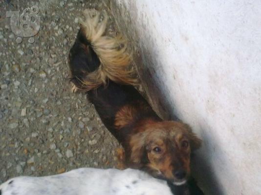 ΜΙΚΡΟΣΩΜΗ ΣΚΥΛΙΤΣΑ ΧΑΡΙΖΕΤΑΙ
