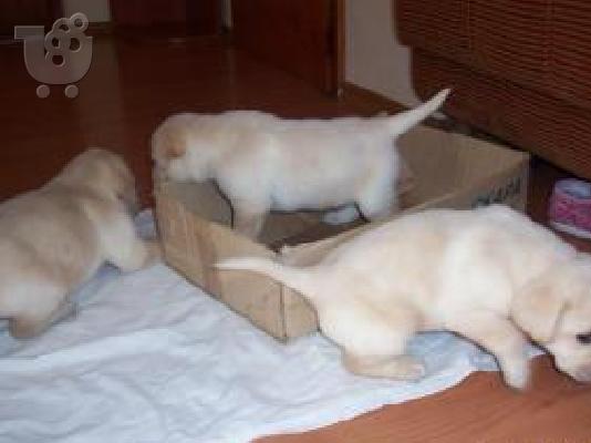 PoulaTo: LABRADOR