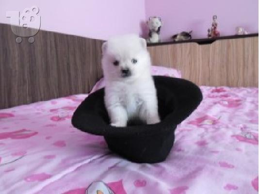 SPITZ