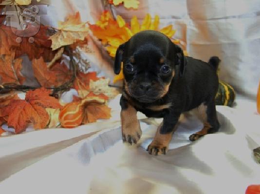 PoulaTo: έτοιμο pinscher