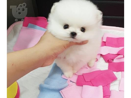PoulaTo: Pomeranian boo