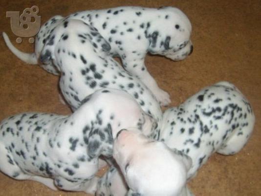 PoulaTo: DALMATIAS