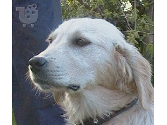 PoulaTo: ΠΩΛΕΙΤΑΙ GOLDEN RETRIEVER
