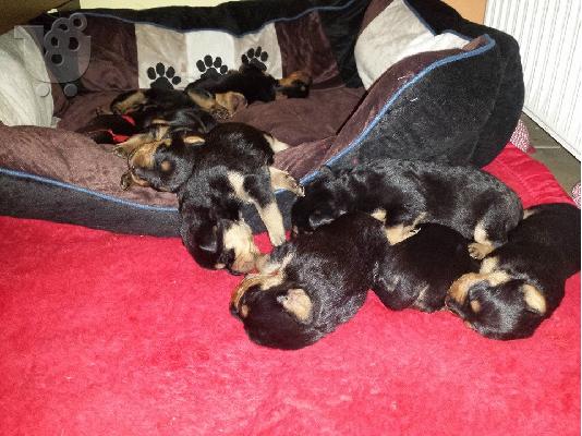 PoulaTo: ROTTWEILER