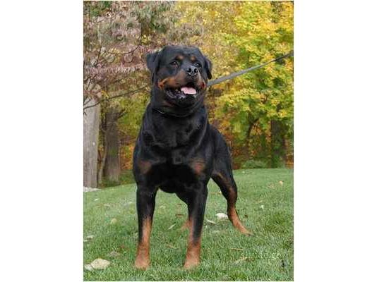 PoulaTo: ROTTWAILER Ροτβάιλερ