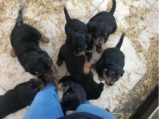 PoulaTo: Αξιολάτρευτα εξαιρετικά κουτάβια rottweiler