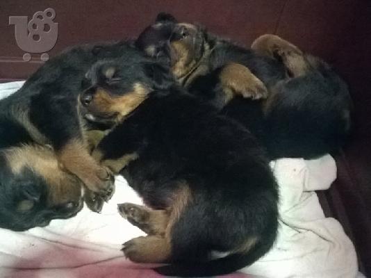 Rottweiller