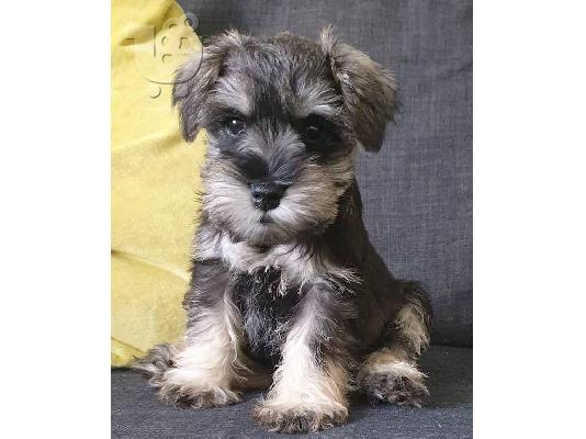 PoulaTo: Schnauzer mini - Σνάουτσερ μινι