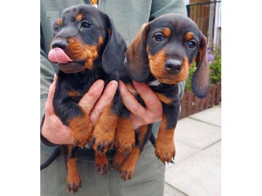 Υπέροχα κουτάβια Dachshund