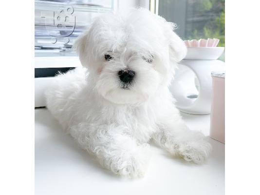 Η Pedigree Maltese Fija γέννησε 4 υγιή κουτάβια. Και οι δύο