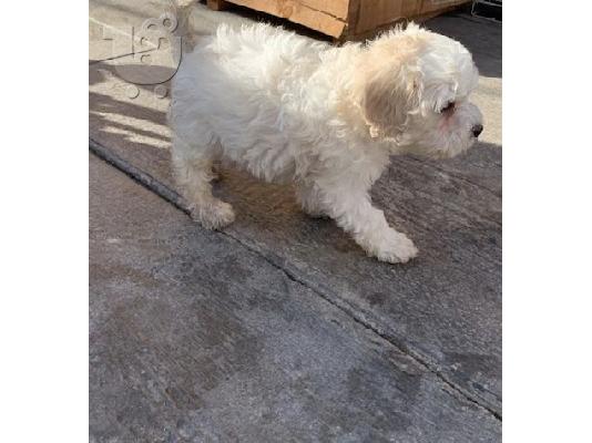 PoulaTo: Όμορφο γενεαλογικό μινιατούρα Poodle