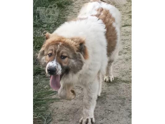 Καυκάσιος Ποιμενικός κορυφαία ποιότητα