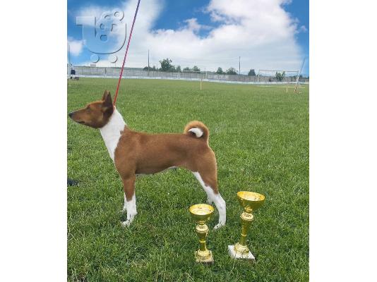 Basenji κουτάβια προς πώληση