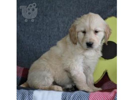 X μάζα τεριέ Golden Retriever