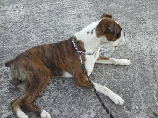 boxer