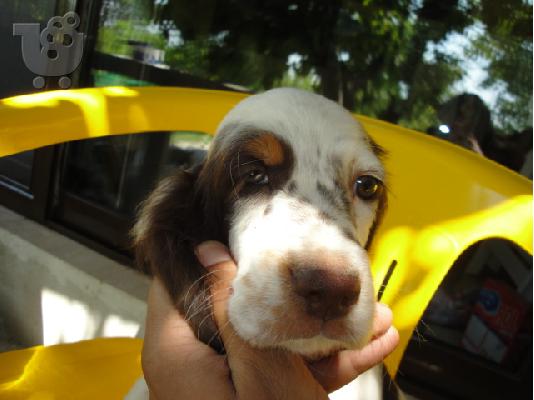 setter koutabia