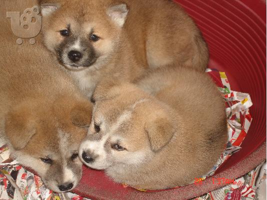 AKITA INU