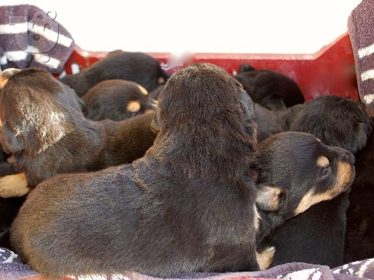 Ημίαιαμα Rottweiler