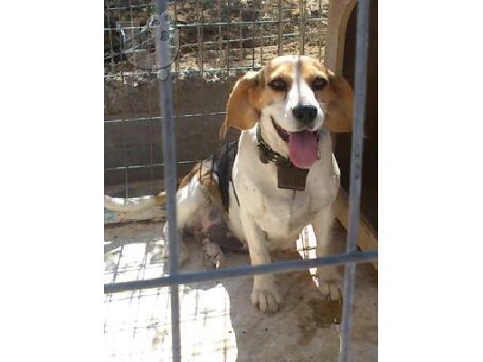 ΠΩΛΕΙΤΕ BEAGLE ΚΑΘΑΡΟΑΙΜΗ ΜΑΘΗΜΕΝΗ ΣΤΟ ΛΑΓΟ