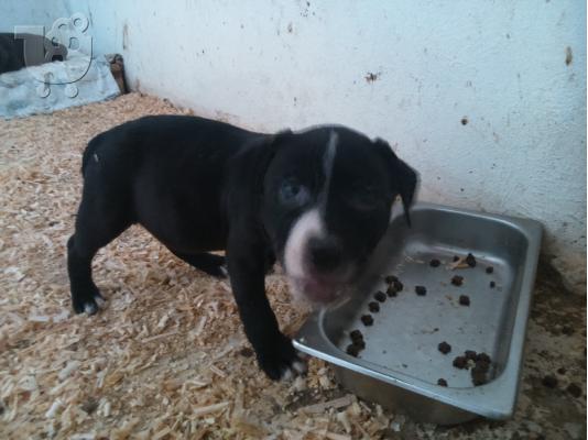 pitbull