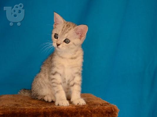Brithish shorthair Εκτροφειο