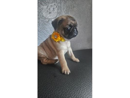 Όμορφα Pug κουτάβια προς πώληση