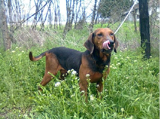 Σερβίας Hound