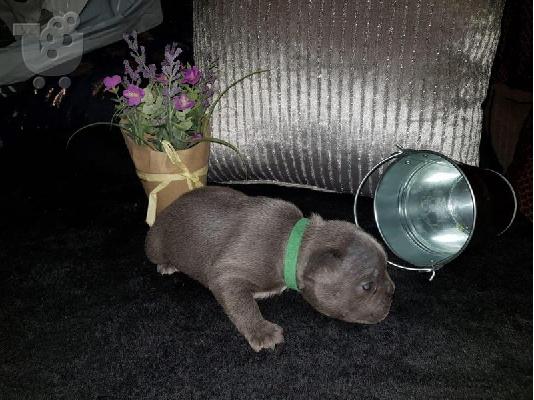 όμορφο γαλλικόBulldog έτοιμο για το νέο σπίτι τους