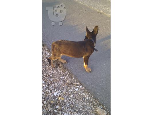 ΕΥΚΑΙΡΙΑ ΓΕΡΜΑΝΙΚΟΣ ΠΟΙΜΕΝΙΚΟΣ 3 ΜΗΝΩΝ