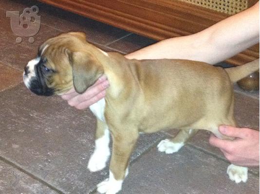 boxer