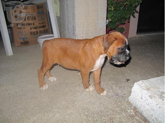 ΚΟΥΤΑΒΙΑ ΜΠΟΞΕΡ(BOXER)