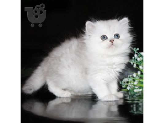 Γατάκια πέρσικα chinchilla