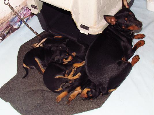 pinscher πώληση