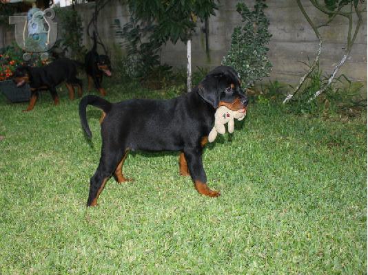 Rottweiler κουτάβι
