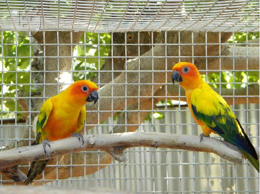 PoulaTo: Sun Conure Ζεύγη αναπαραγωγής