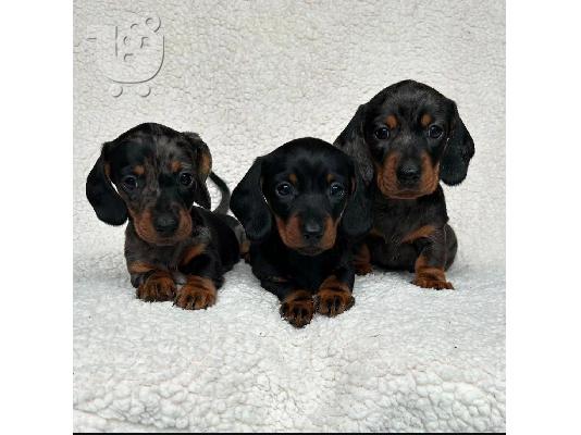 PoulaTo: Όμορφα κουτάβια Dachshund με γενεαλογικό.