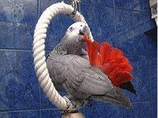 PoulaTo: Κονγκό Αφρικής γκρι παπαγάλος για € 150