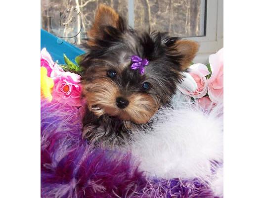 PoulaTo: yorkshire terrier κουτάβια για δωρεά
