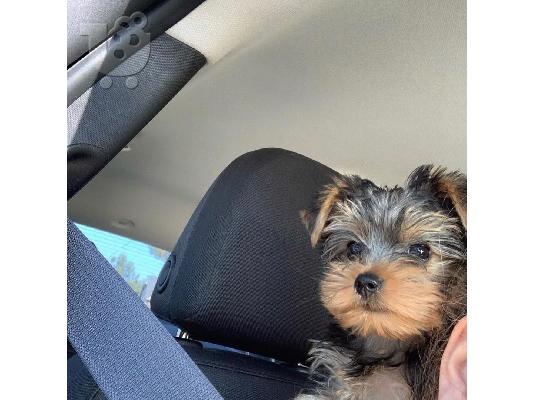 Μικρή Yorkie