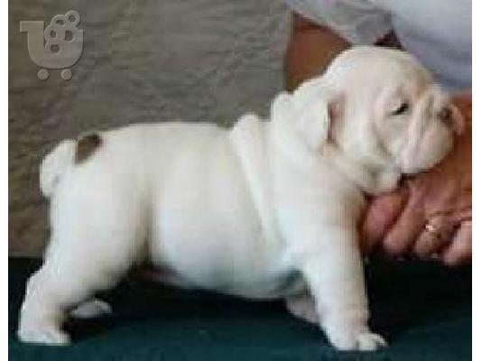 PoulaTo: English bulldog καθαρόαιμα -300