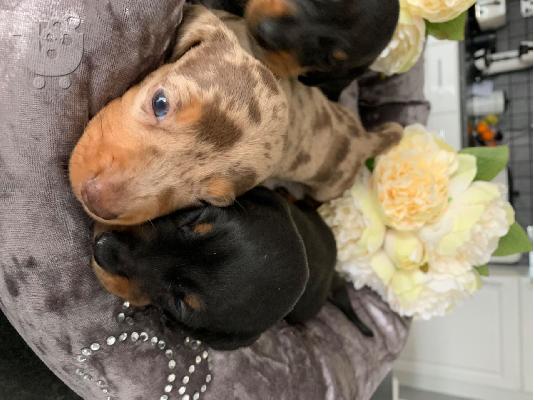 AKC Dachshunds