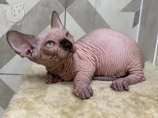 Γεια σας έχω προς πώληση όμορφα γατάκια Sphinx. Έμαθε...