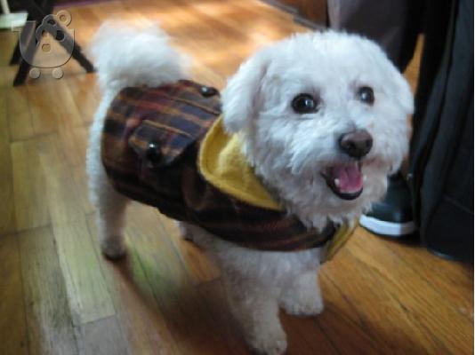 CUTE PUPPY FOR A NEW HOM