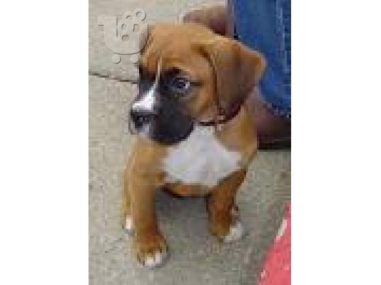 boxer
