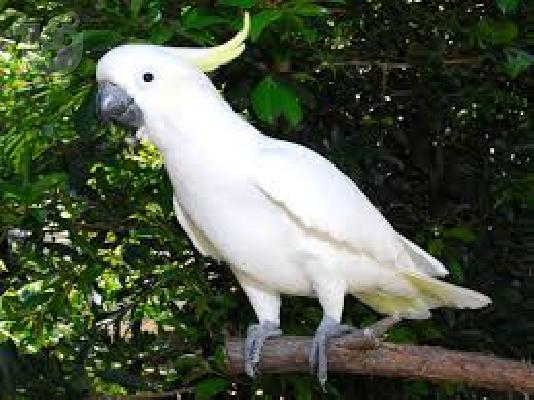 PoulaTo: μιλάμε cockatoo παπαγάλος για € 200